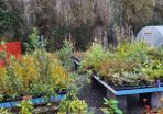 Large Plants and Shrubs