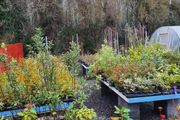 Large Plants and Shrubs