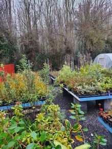 Large Plants and Shrubs