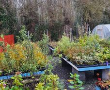 Large Plants and Shrubs