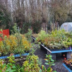 Large Plants and Shrubs