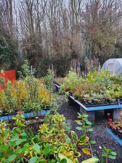 Large Plants and Shrubs