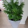 Chamaedorea Elegans planter Image 3