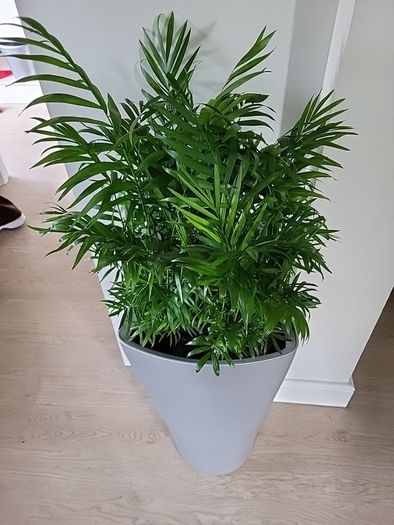 Chamaedorea Elegans planter