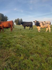 Incalf Heifers