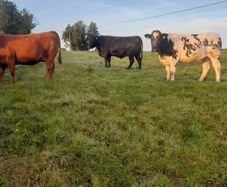 Incalf Heifers