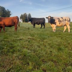 Incalf Heifers