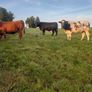 Incalf Heifers Image 2