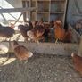 Guinea fowl/hens/ducks/goats/llama & pigs Image 2