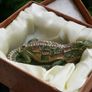 Iguana Decorative Trinket Box Image 8