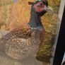 antique taxidermy pheasant Image 6