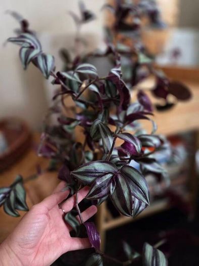 Trandescantia zebrina plant