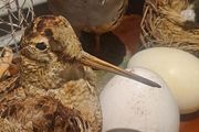 2 Taxidermy Birds