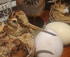 2 Taxidermy Birds