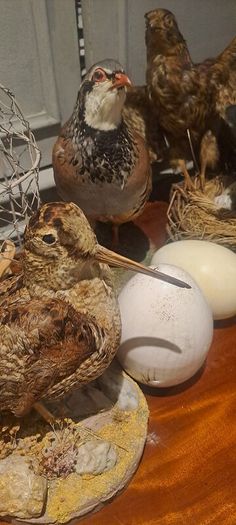 2 Taxidermy Birds
