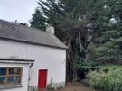 tree surgeon Image 5