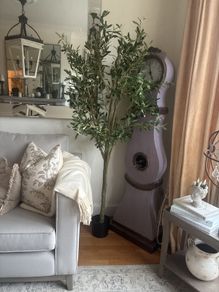 Very  large Olive tree