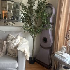 Very  large Olive tree