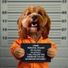 bonniebunty63