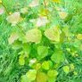 aspen ash trees available Image 4