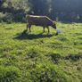 Dexter heifer Image 3
