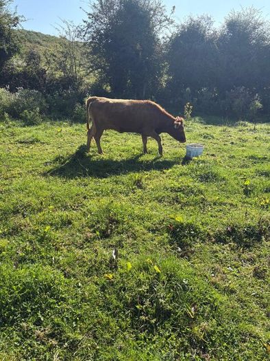 Dexter heifer