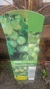 gooseberry