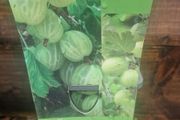 gooseberry