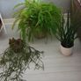 indoor plants Image 4