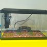 fish tank Image 4