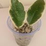 hoya Image 3