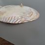 Abalone shell large Image 9