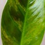 No.2 Philodendron Subhastatum Variegated Image 9