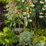 plants Image 3