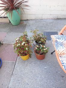 garden plants