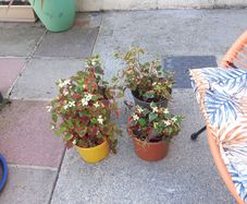 garden plants