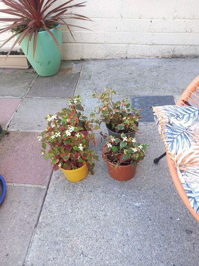 garden plants