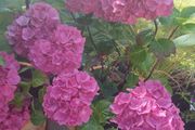 Stunning pink hydrangea