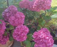 Stunning pink hydrangea
