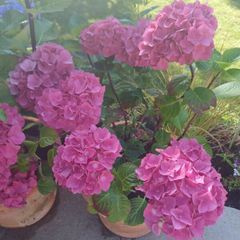 Stunning pink hydrangea