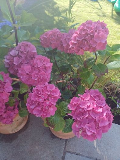 Stunning pink hydrangea