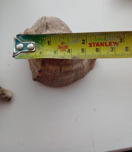 2 seashells for fish tank