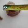 2 seashells for fish tank Image 4