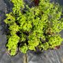 Black Jewel Raspberry 2l pot available in September 2024 Image 2