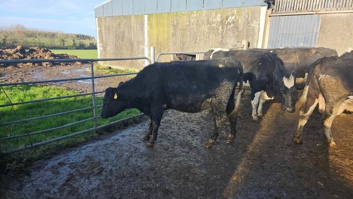 Dairy cows and heifers