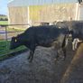 Dairy cows and heifers Image 9