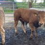 22 charlaois and limousine heifers 315kg Image 9