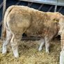 Charolais Bullock Weanling Calves Image 10