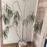 Large  plant fir sale Image 2
