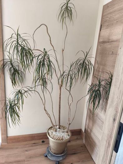 Large  plant fir sale